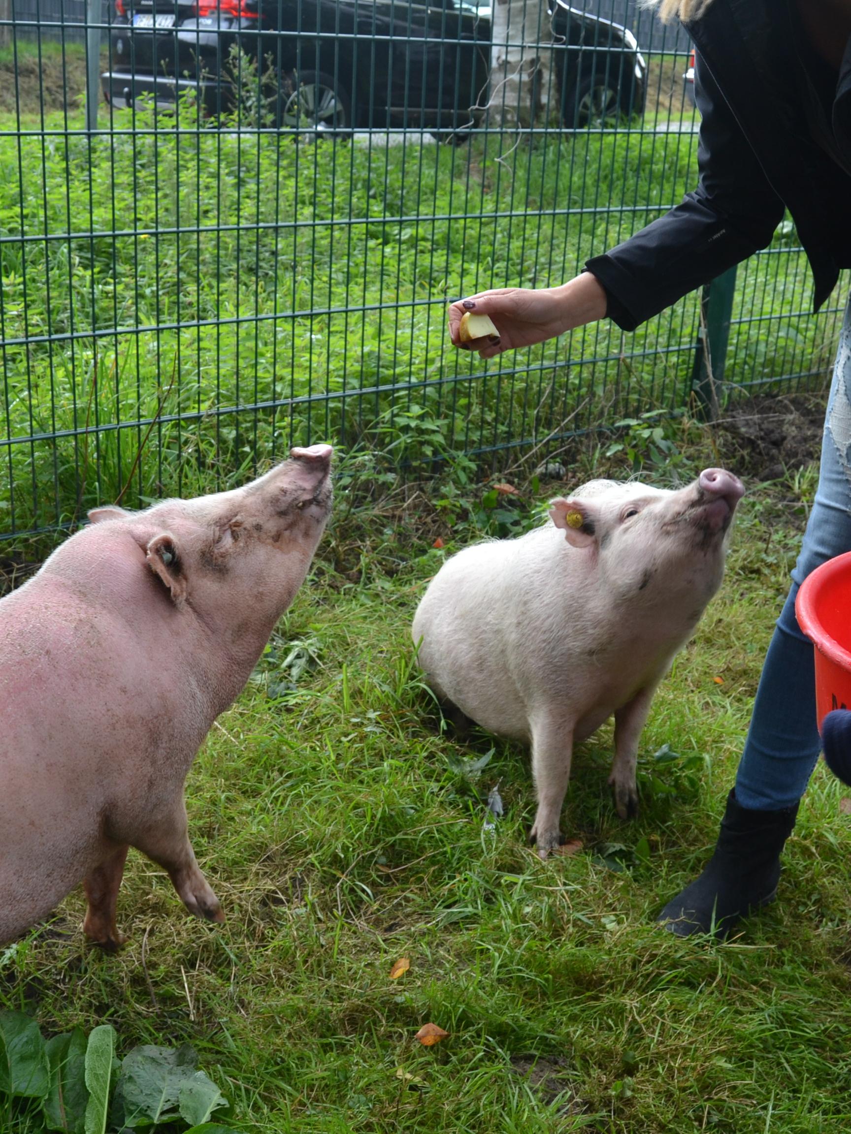 Schweine werden von einer Frau und einem Kind gef&uuml;ttert