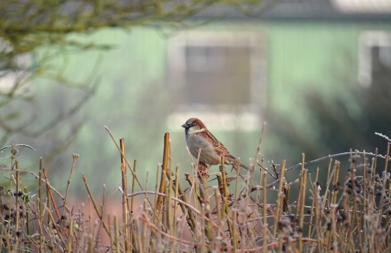 Vogel sitzt auf einer Hecke
